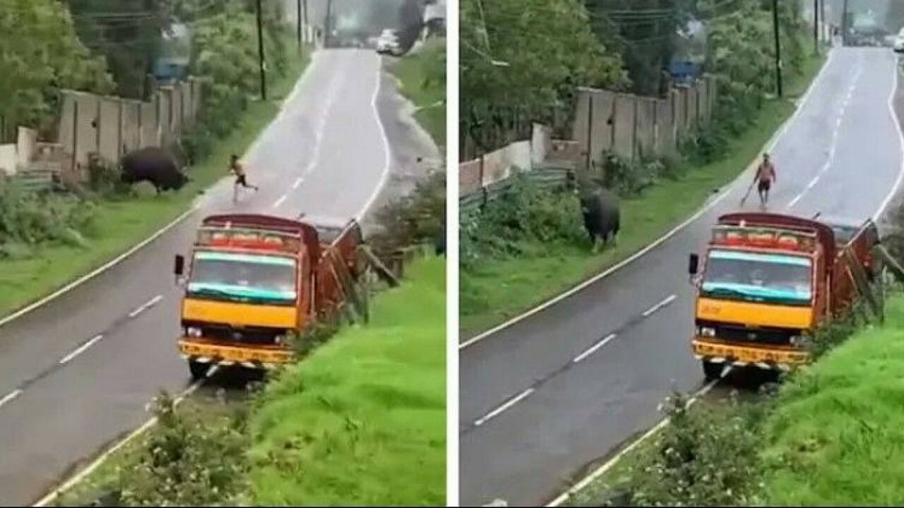 بدرفتاری مرد محلی با گاو وحشی هندی