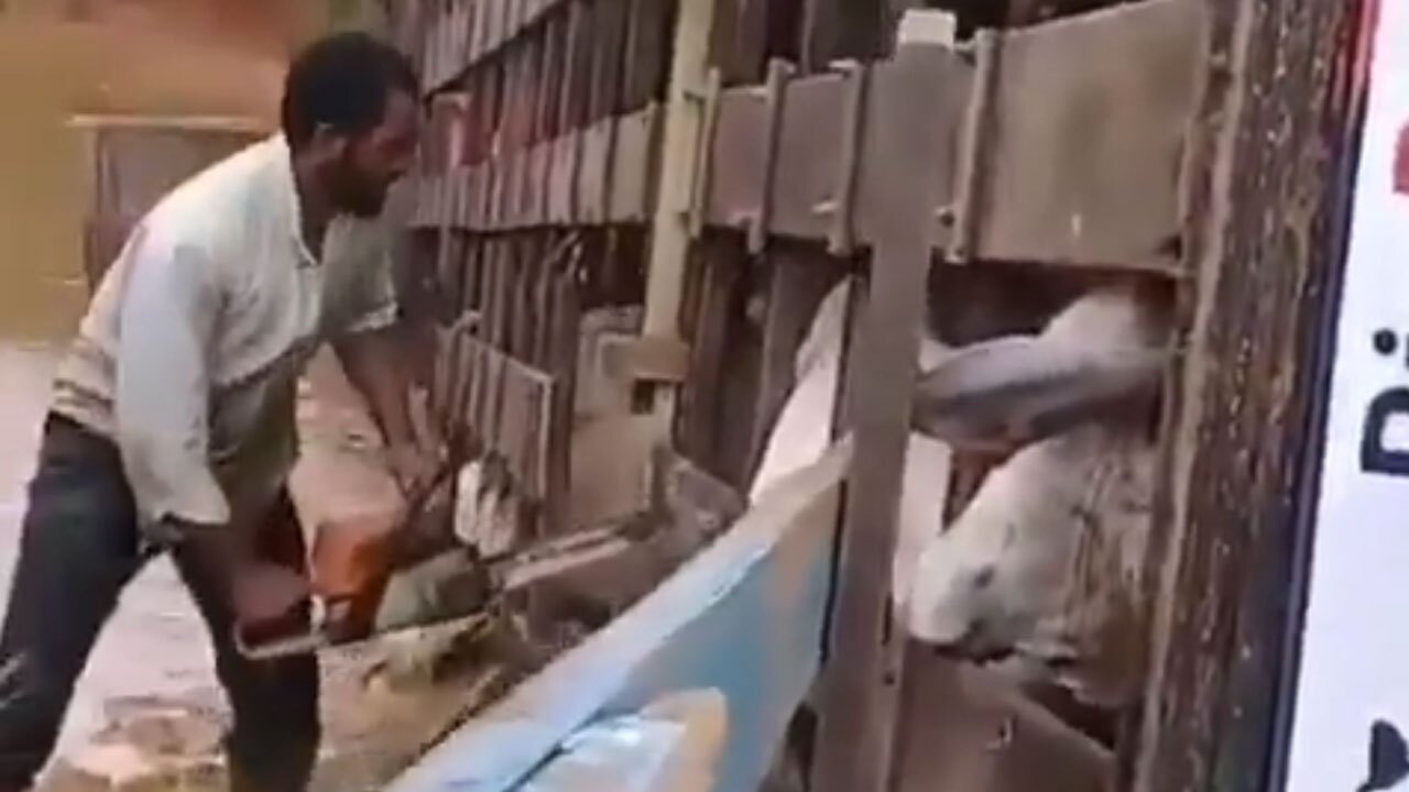 واژگونی کامیون حامل گاو + فیلم
