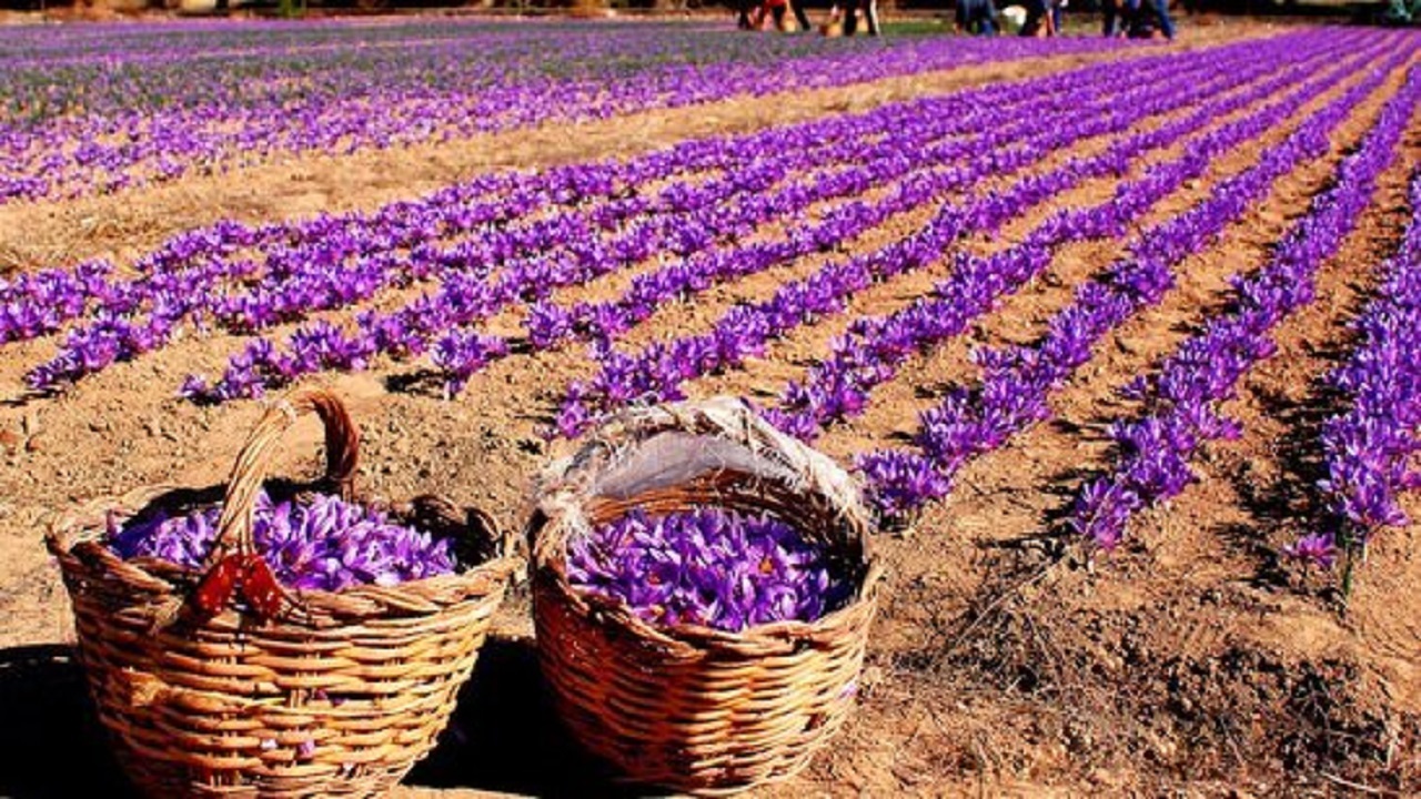 توسعه ۵۰۰ هکتاری سطح زیرکشت زعفران در خراسان جنوبی