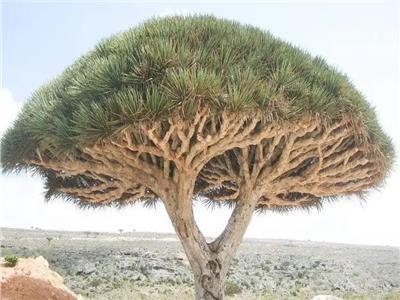 درخت دو برادر