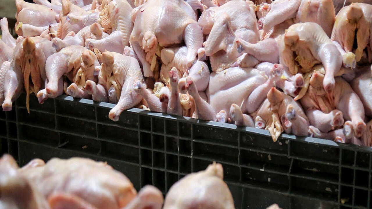 محموله سه تنی مرغ غیرمجاز در تبریز توقیف شد
