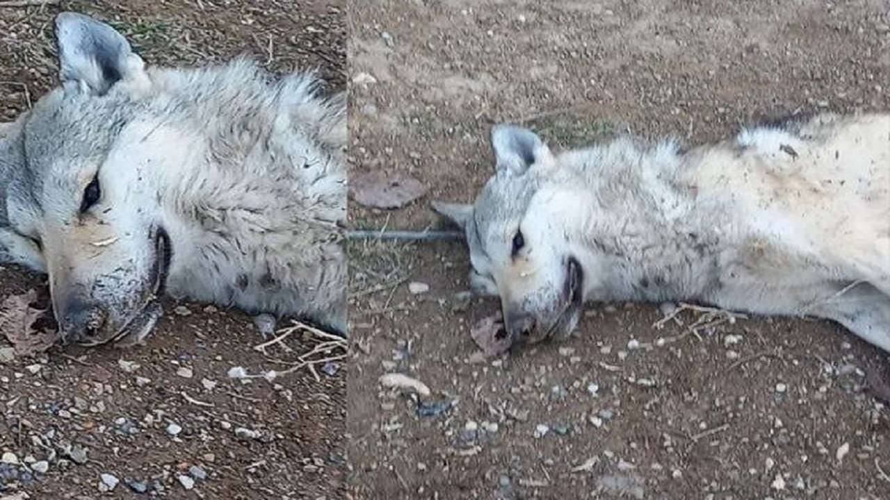 لاشه گرگ مهاجم پیدا شد