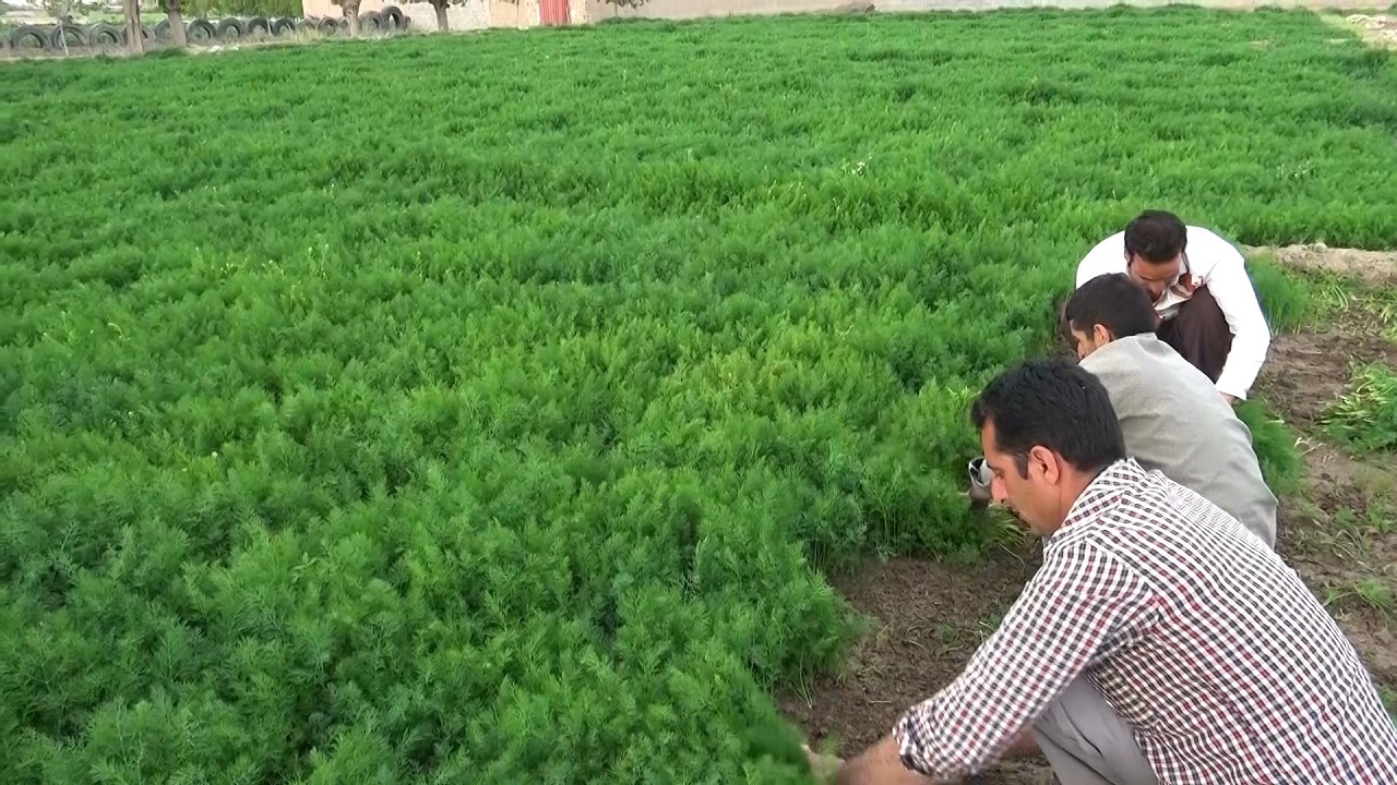 توسعه اشتغالزایی با کشت شوید در رامهرمز