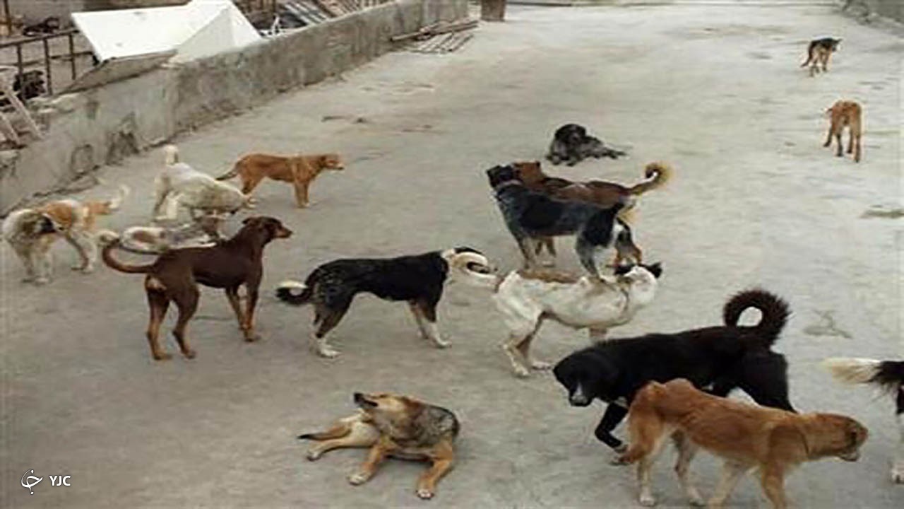 معضل سگ‌های بلاصاحب در مهاباد افزایش پیدا کرد