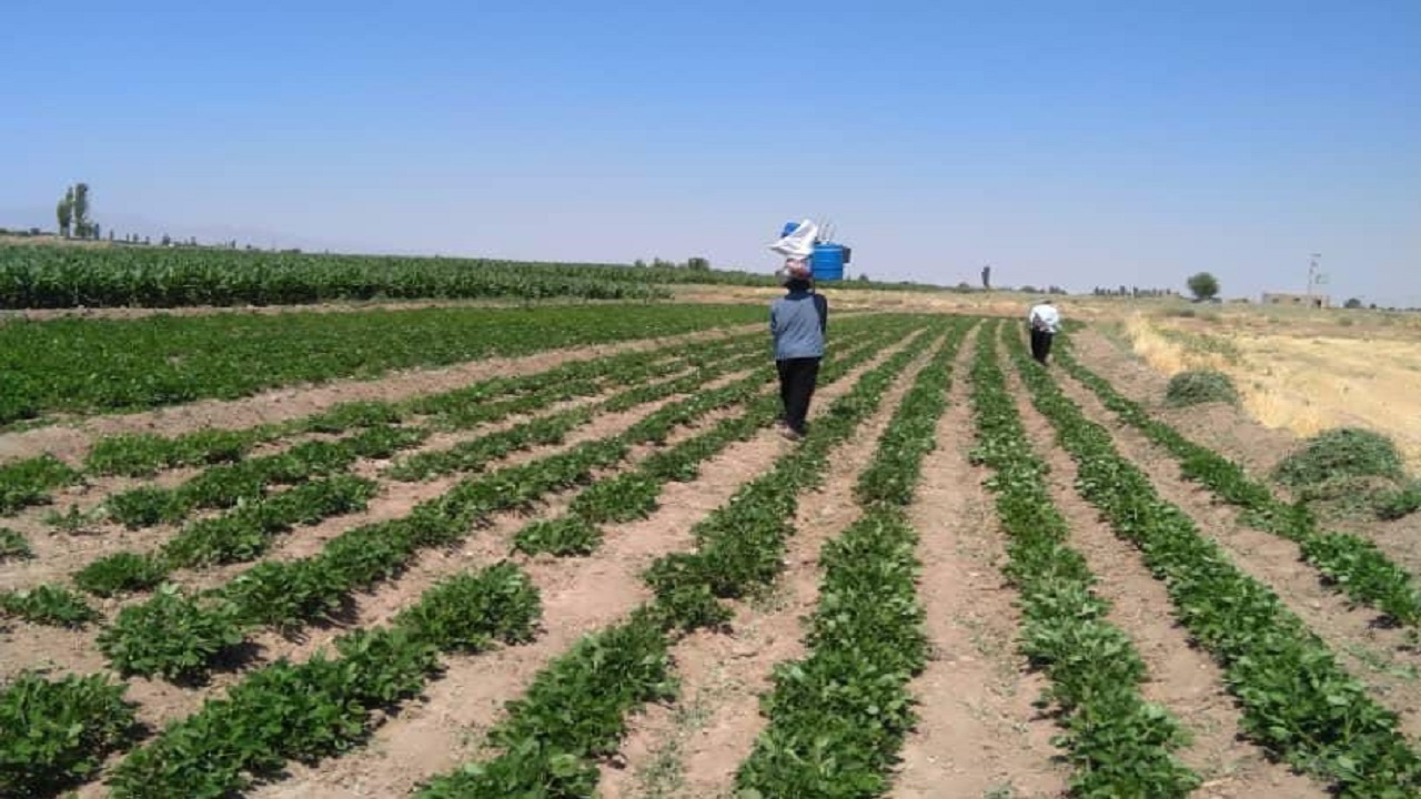 برداشت بادام خاکی برای اولین بار در جوین