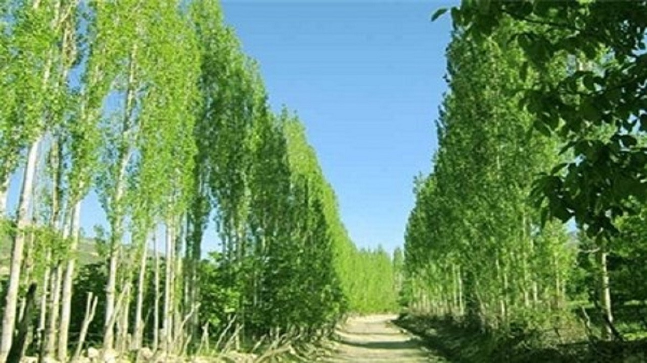اجرای طرح توسعه کشت صنوبر در کشت و صنعت مغان
