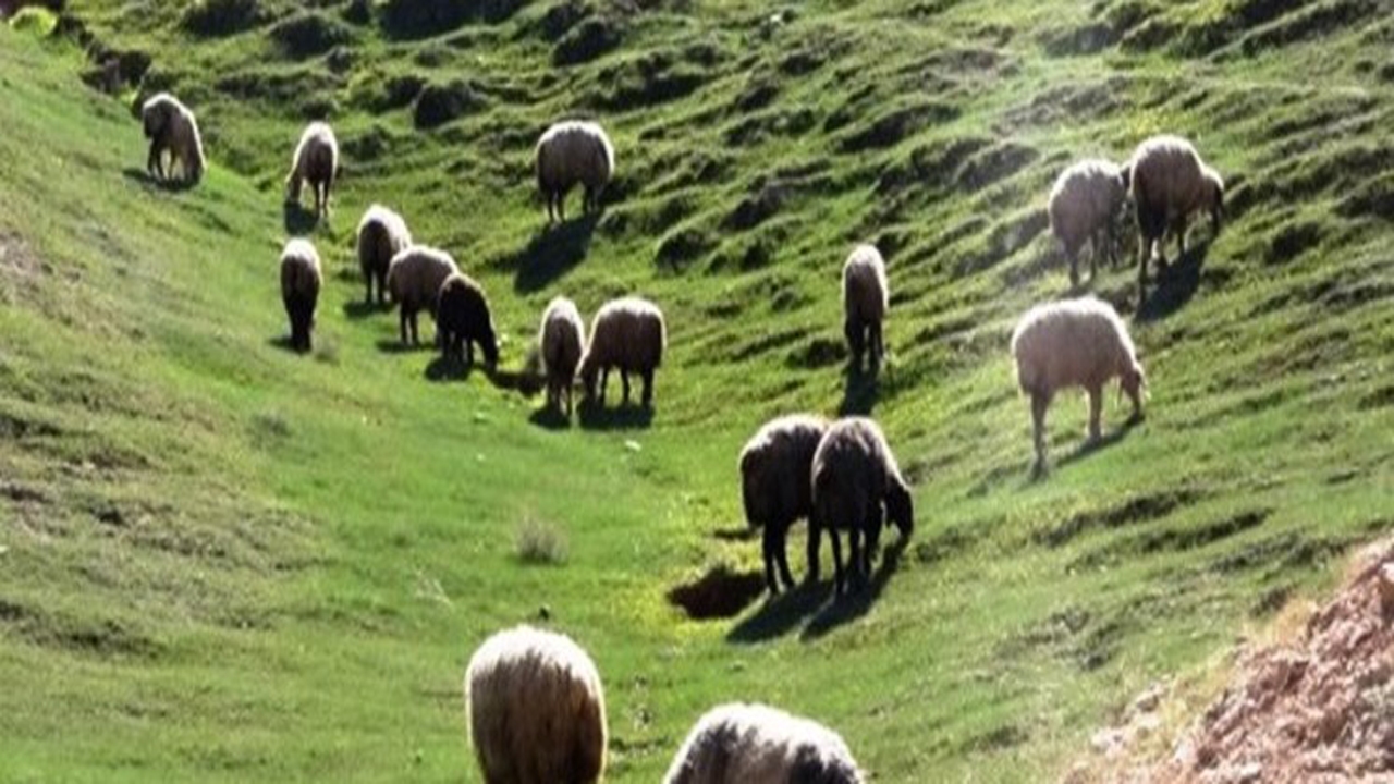 نگاهی به اخبار منابع طبیعی استان فارس