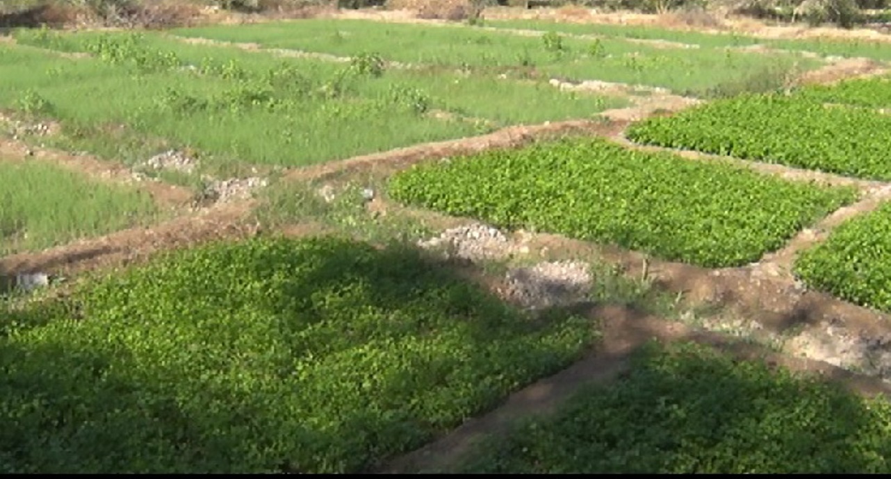 سبزی خارج از فصل هرمزگان به بار نشست