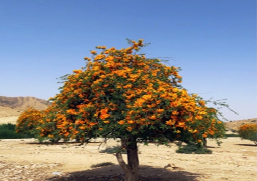 پرپوک گونه&zwnj;ای نادر که جزء زیباترین درختان جهان است