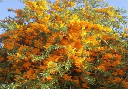 پرپوک گونه&zwnj;ای نادر که جزء زیباترین درختان جهان است
