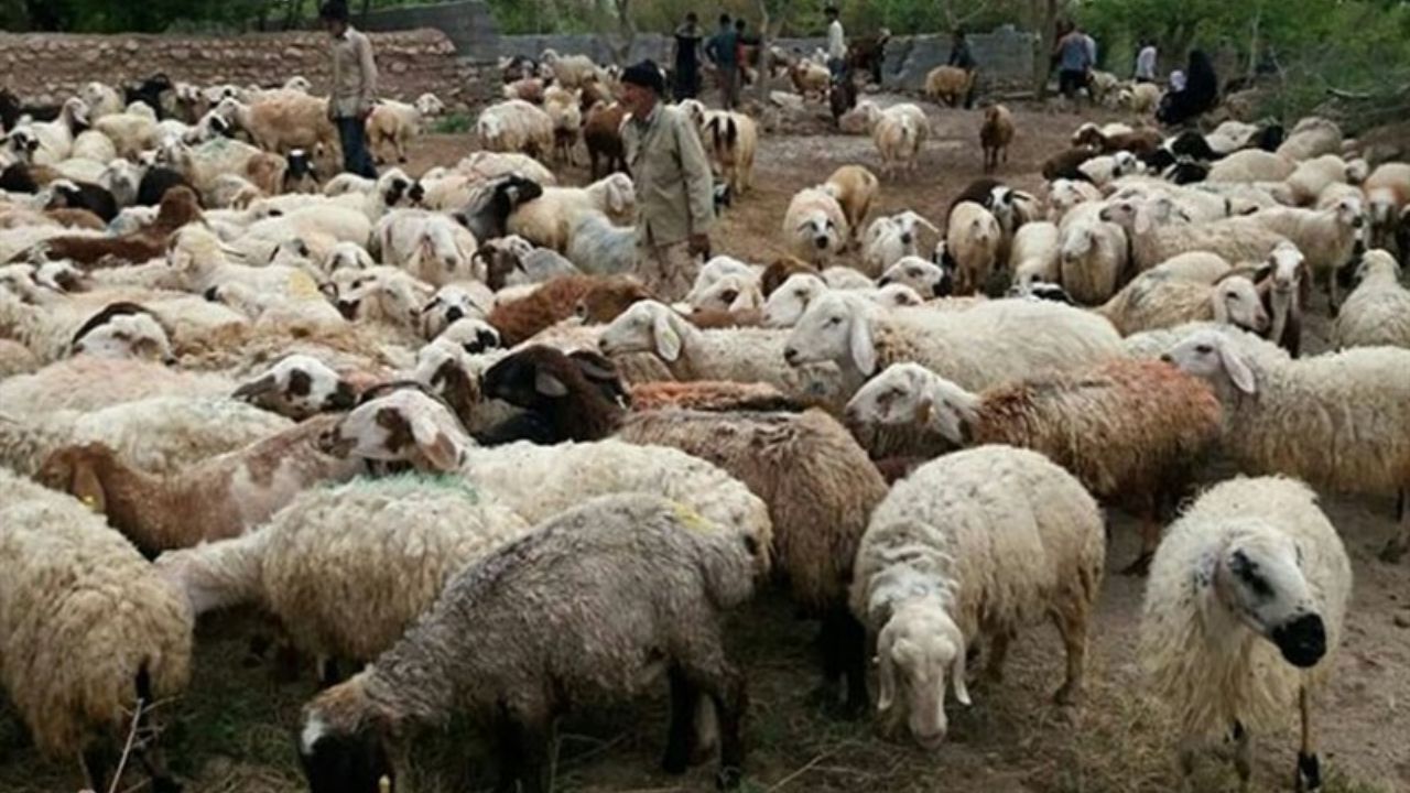 آغاز خرید دام روستایی در فارس