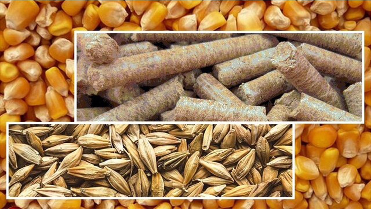 توزیع ۵۱۰ هزارتن نهاده دامی و خوراک دام در فارس