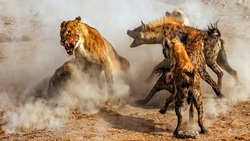 سرقت شکار مار پیتون توسط کفتار + فیلم