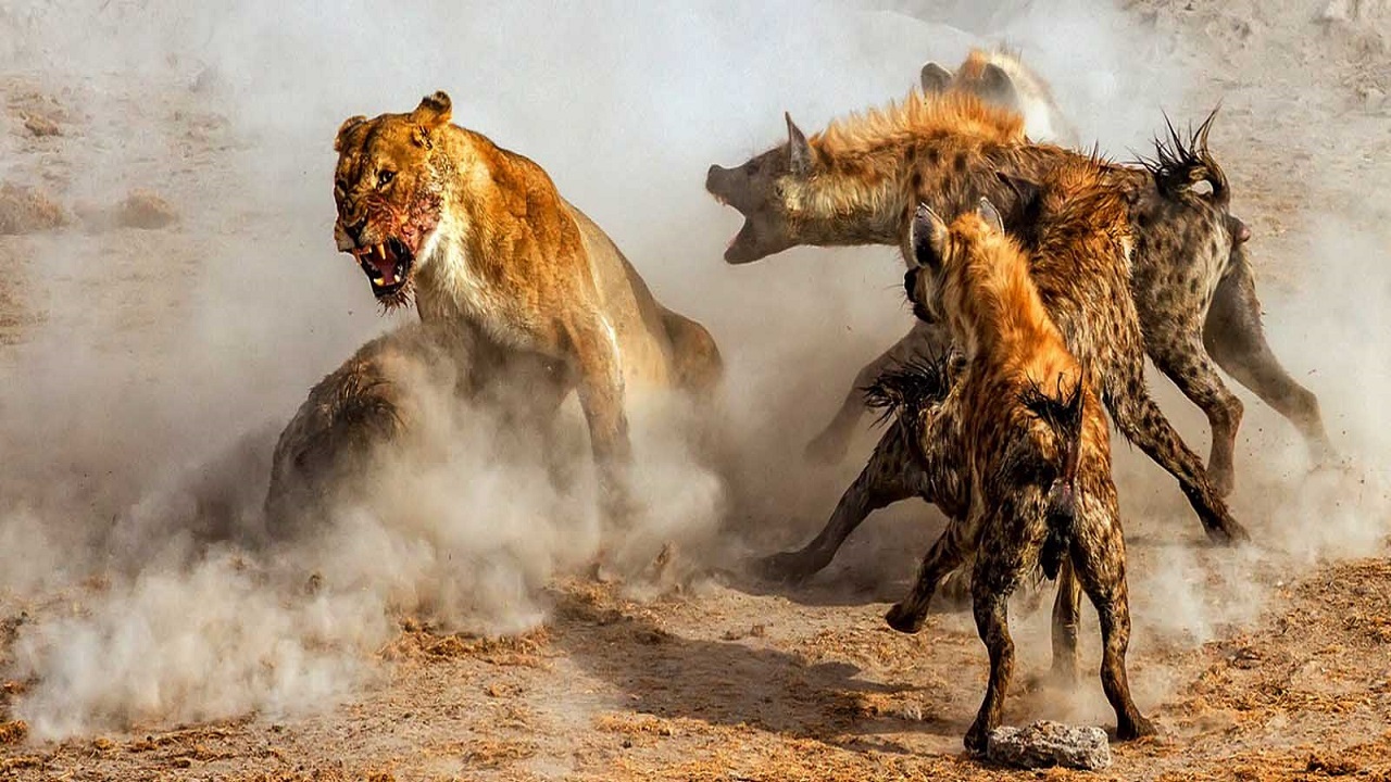 حمله گله کفتار‌ به یک شیر ماده + فیلم