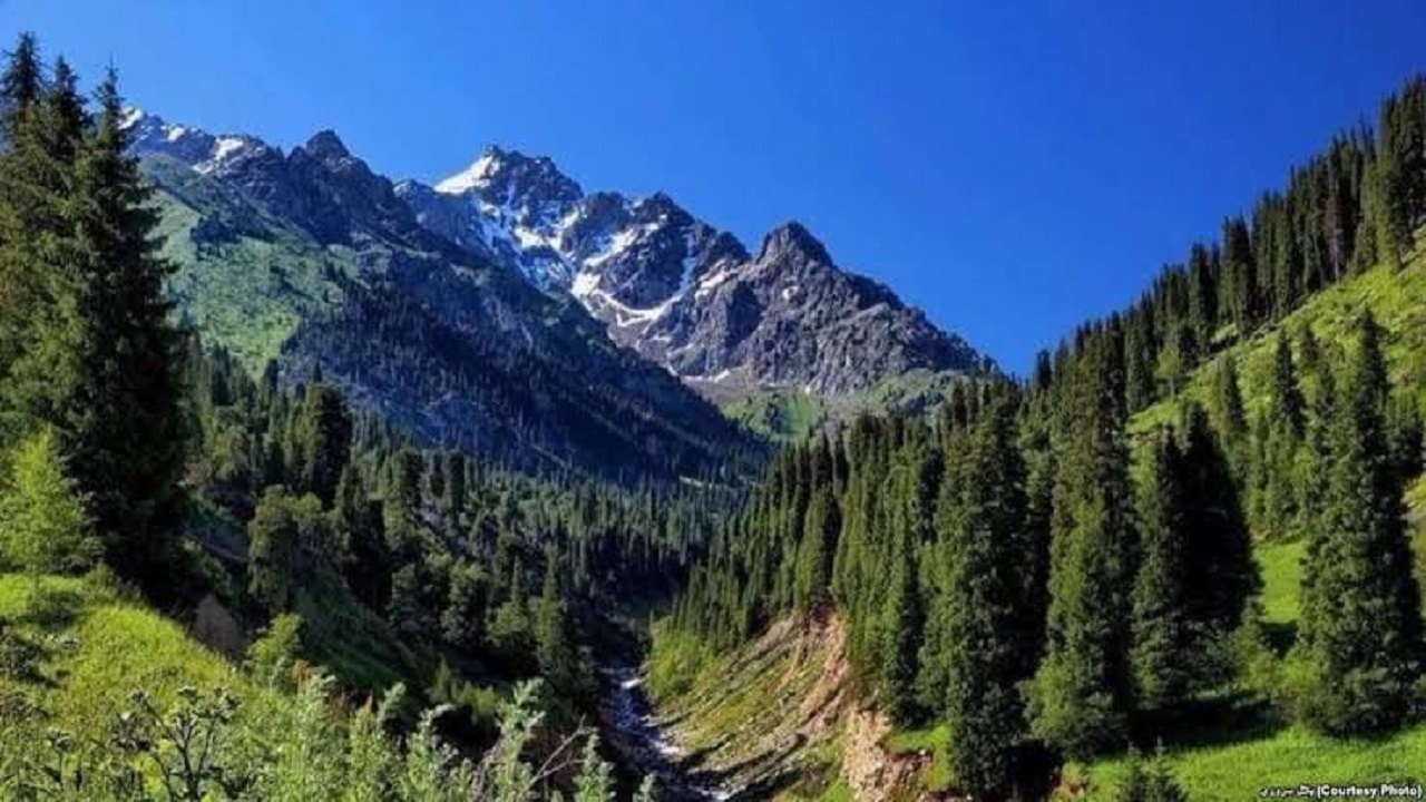 ایجاد «قطعه سبز» برای نگهداری از جنگل ها در افغانستان
