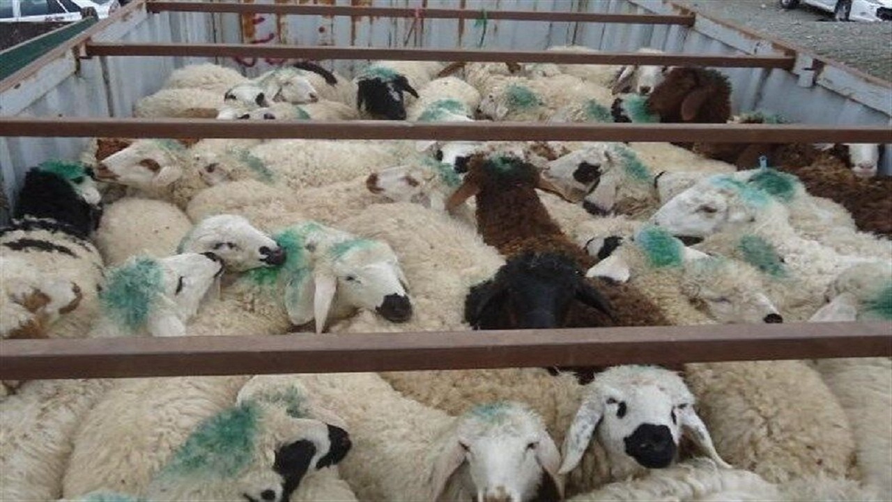 کشف ۲۱۸ راس احشام قاچاق در دهلران