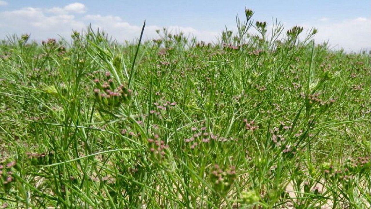 کشت زیره سبز در ۳۰ هکتار از اراضی کشاورزی شهرستان خاش