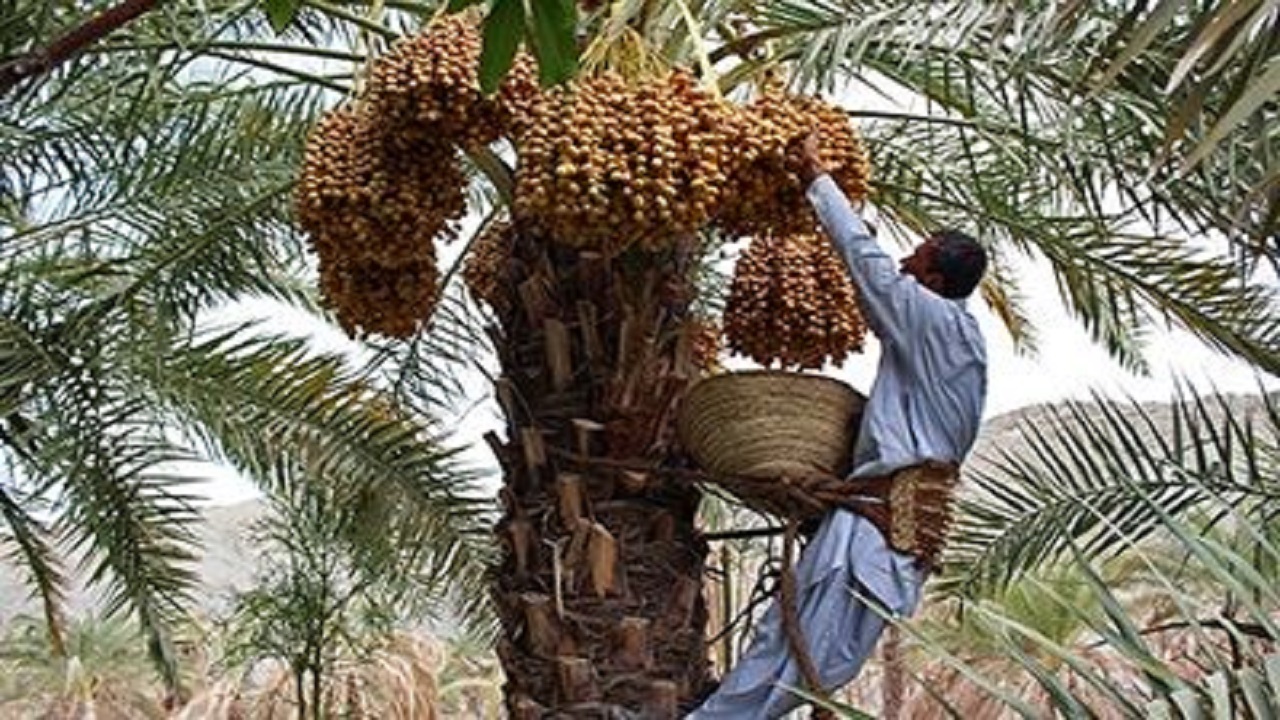 برداشت ۲۷۵ هزارتن خرما ازنخلستان‌های جنوب سیستان و بلوچستان