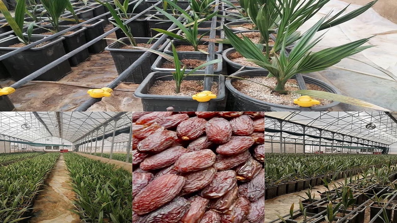 توزیع ٢ هزار اصله نهال خرمای تجاری مجول در سیستان وبلوچستان