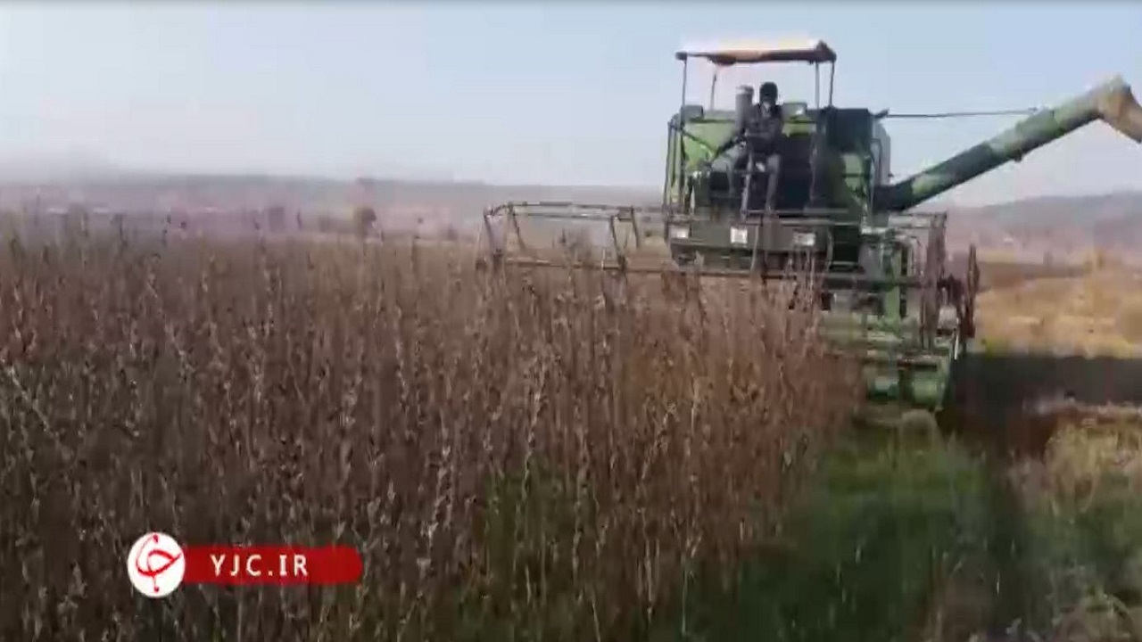 برداشت مکانیزه کنجد در خداآفرین