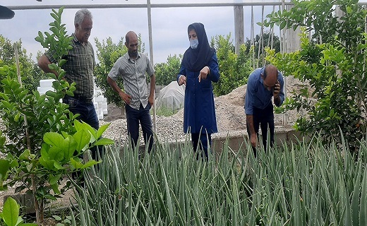 مزرعه کشت گیاه آلوئه ورا مزرعه کشت گیاه آلوئه ورا