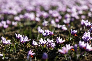 موج سواری مافیای زعفران در رسانه&zwnj;ها و تلاش برای نابودی دسترنج کشاورزان!