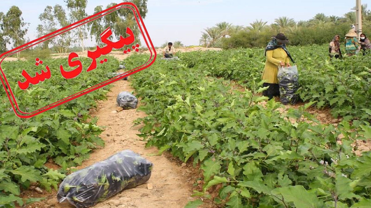 بادمجان خوری دام؛ شایعه یا واقعیت؟!
