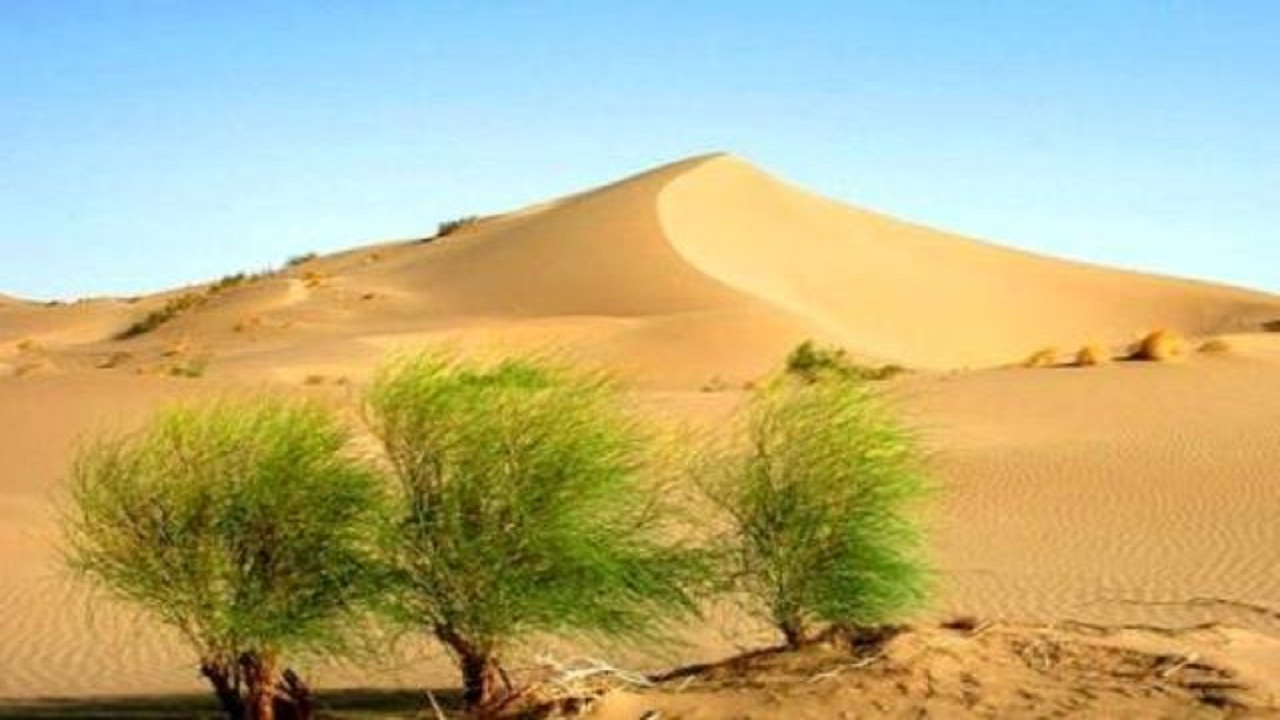 ۱۵۰ هکتار از عرصه‌های بیابانی سرخه بذرکاری شد