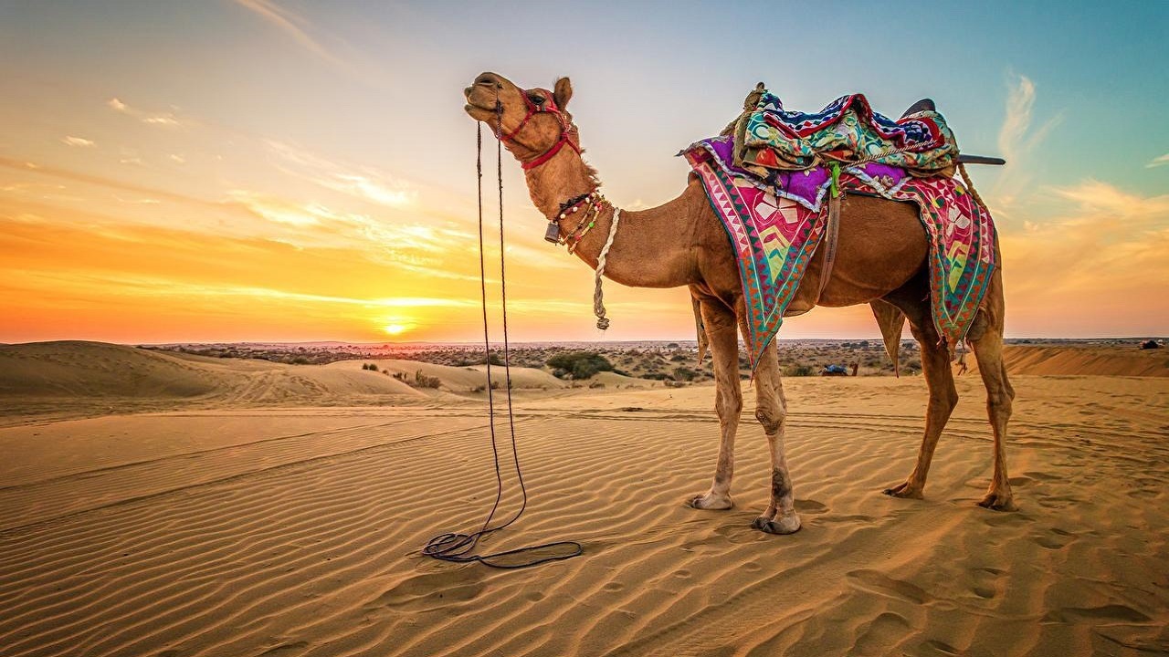 راه رفتن یک شتر بدون سر + فیلم