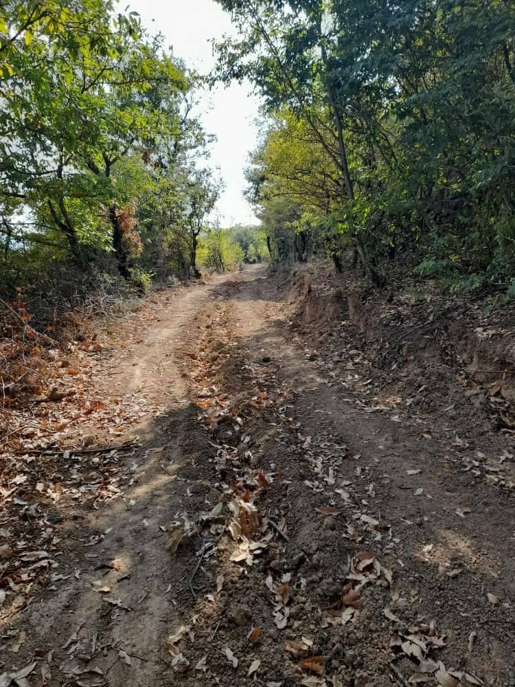 نابودی منابع طبیعی با تخریب جنگل&zwnj;های روستای فرنگ + تصاویر