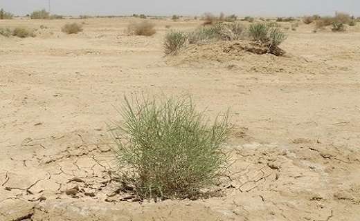 خسارت ۸۲ میلیارد تومانی فرسایش بادی به خراسان جنوبی