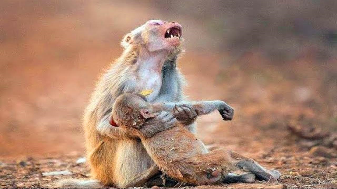 لحظه مواجه شدن حیوانات با لاشه همنوعان خود + فیلم