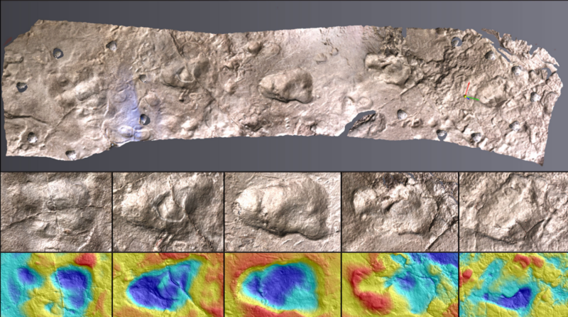 گونه انسان نمای afarensis 