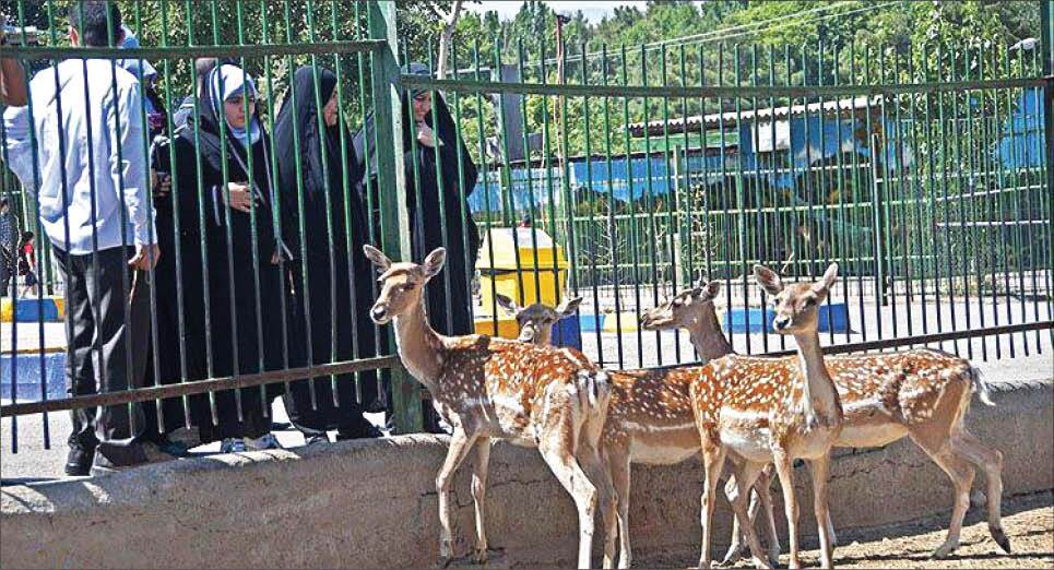 باغ وحش بدون مجوز تسامح در حقوق حیوانات 