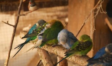نگهداری بدون مجوز پرندگان جرم است 