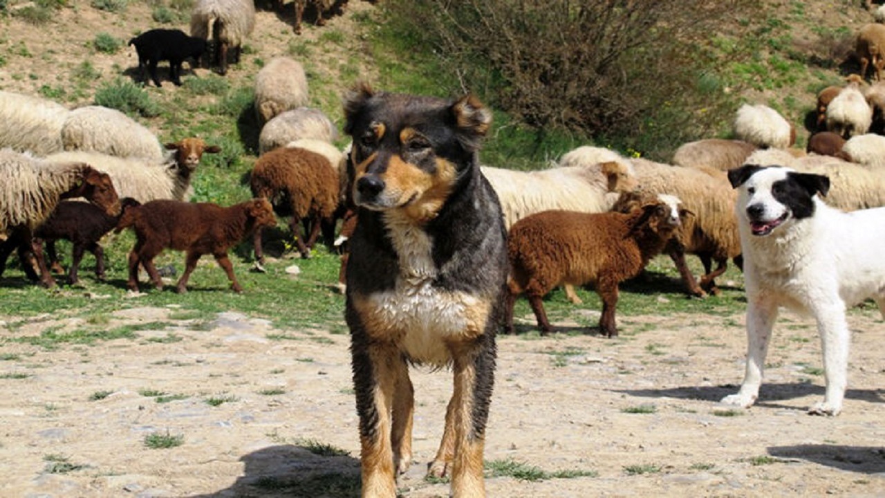کدام بیماری از سگ به دام منتقل می‌شود؟