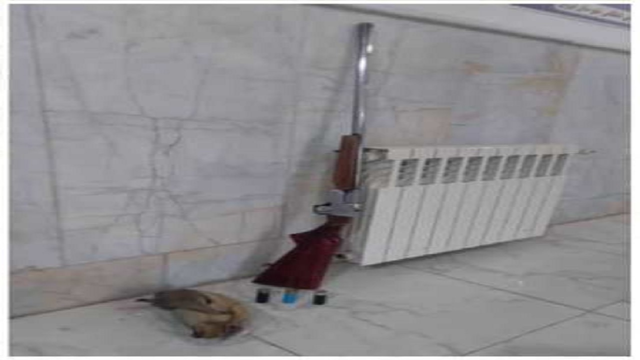 شکارچی غیرمجاز در دام محیط بانان الموت