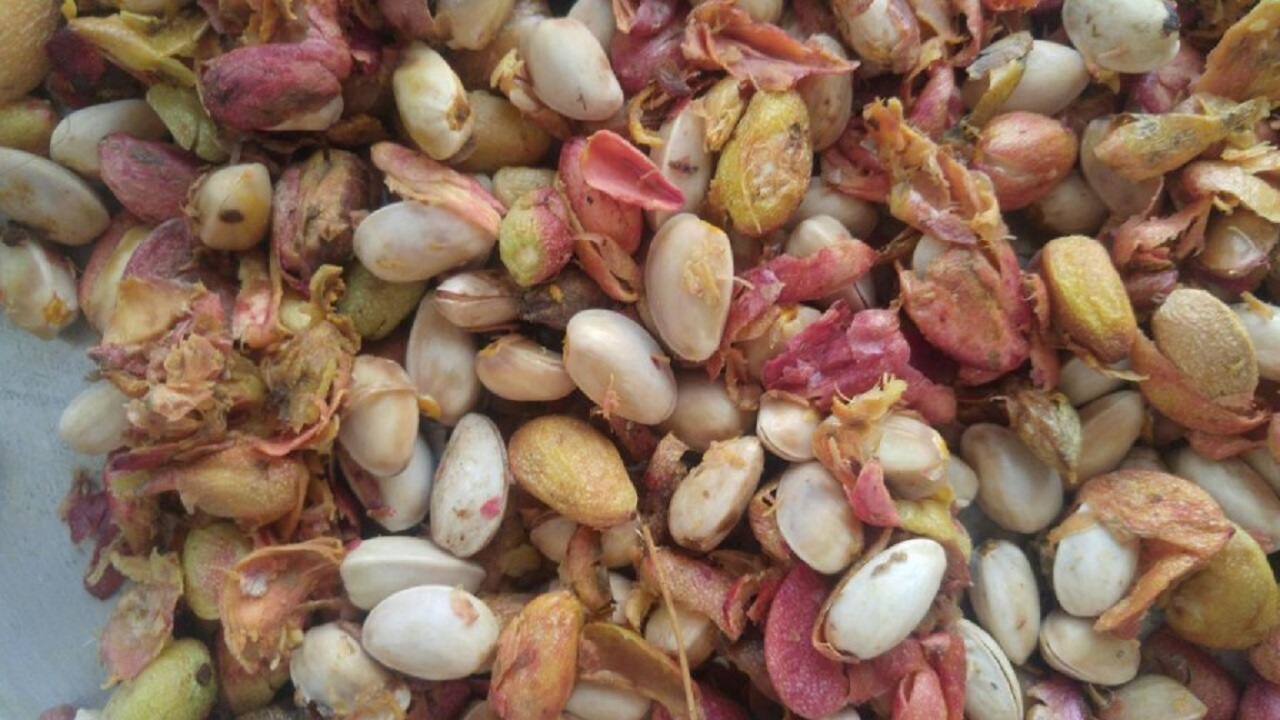 تبدیل ۷۰ هزار تن ضایعات پسته به خوراک دام در خراسان رضوی
