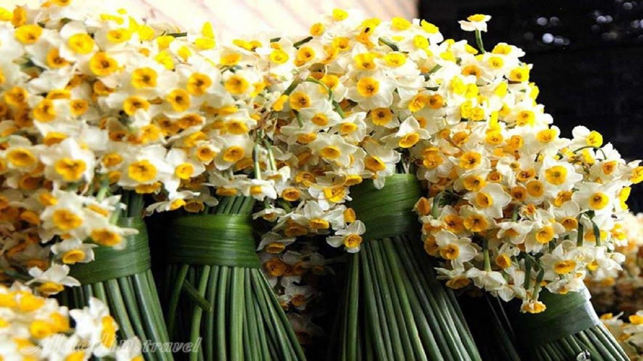 سمنان میزبان جایزه فیروزه و جشنواره گل نرگس است