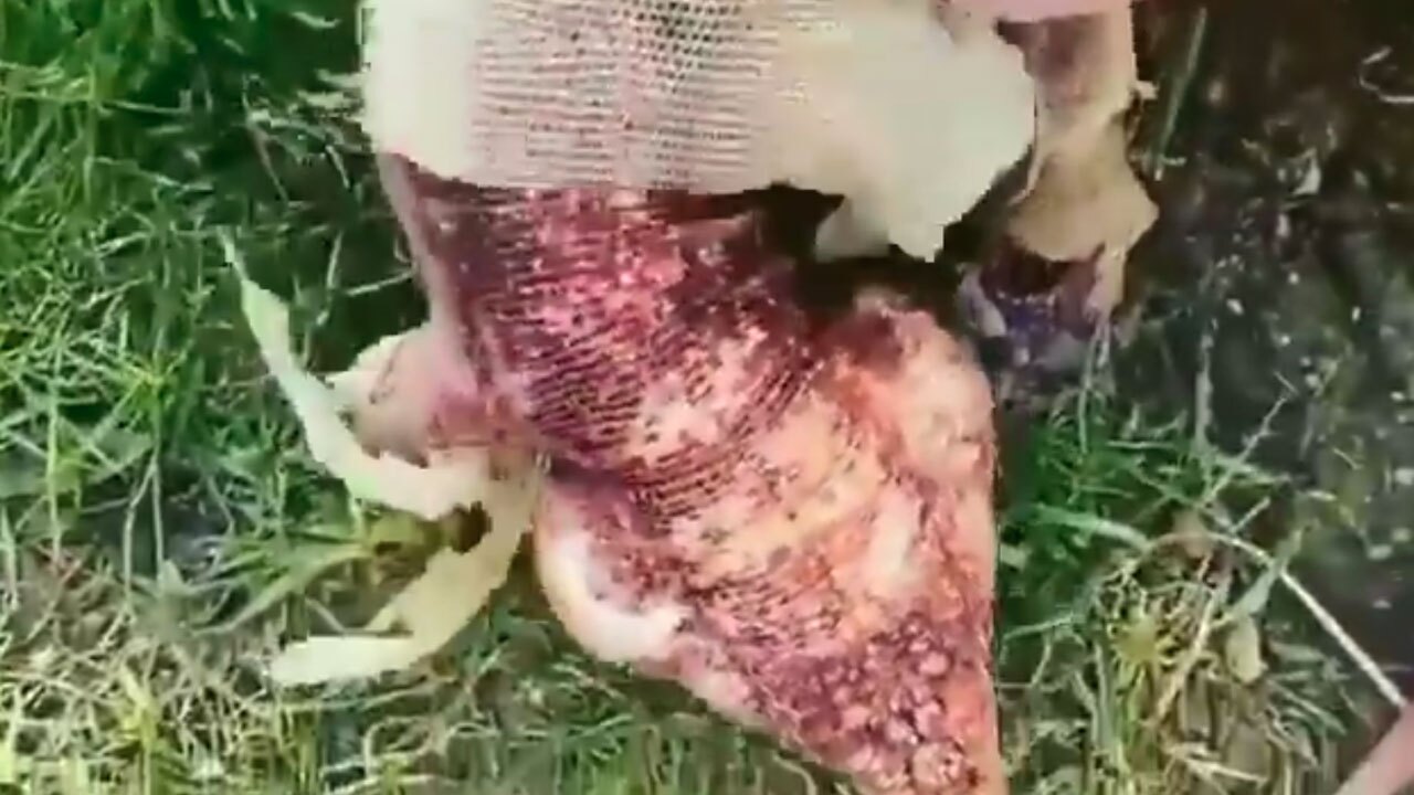 لحظه پوست اندازی یک خزنده + فیلم