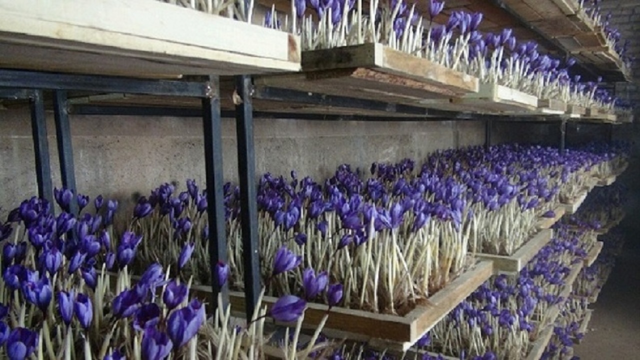 کشت زعفران به روش فوگ‌پونیک