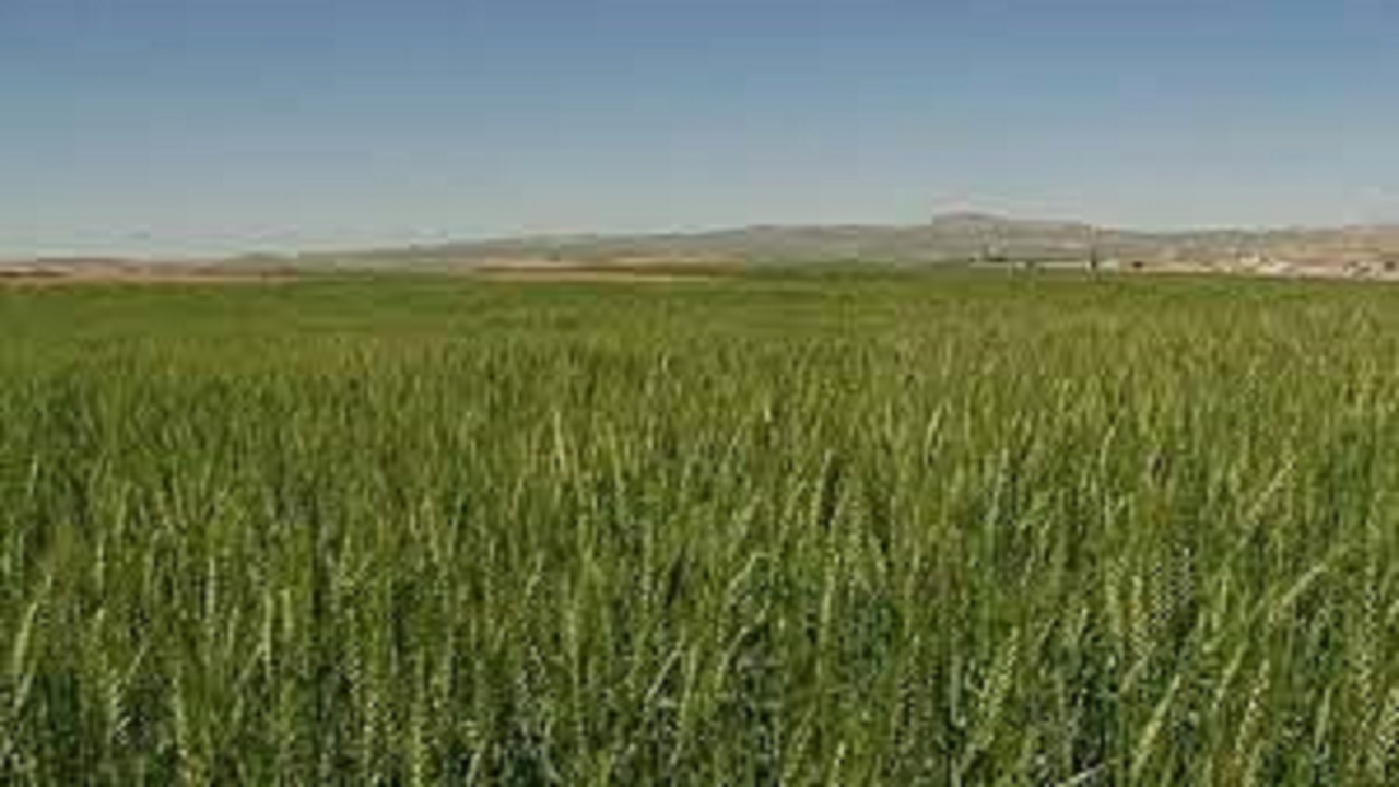 لزوم اصلاح الگوی کشت در حوضه آبریز دریاچه ارومیه
