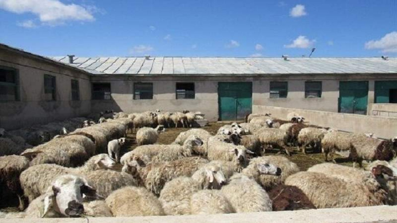 عشایر آذربایجان‌غربی روزانه ۹۱ تن نهاده دامی دریافت می‌کنند