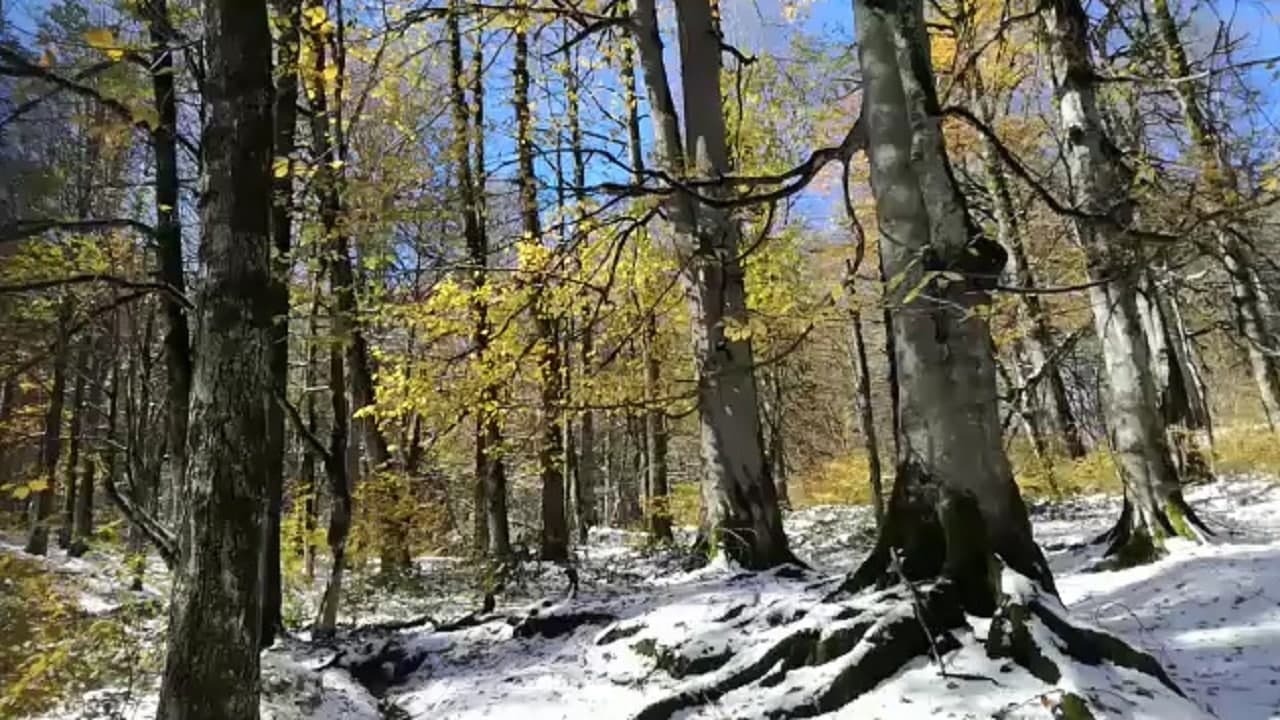 گشت و گذار برفی کوهنوردان در جنگل کوهستانی کجور/