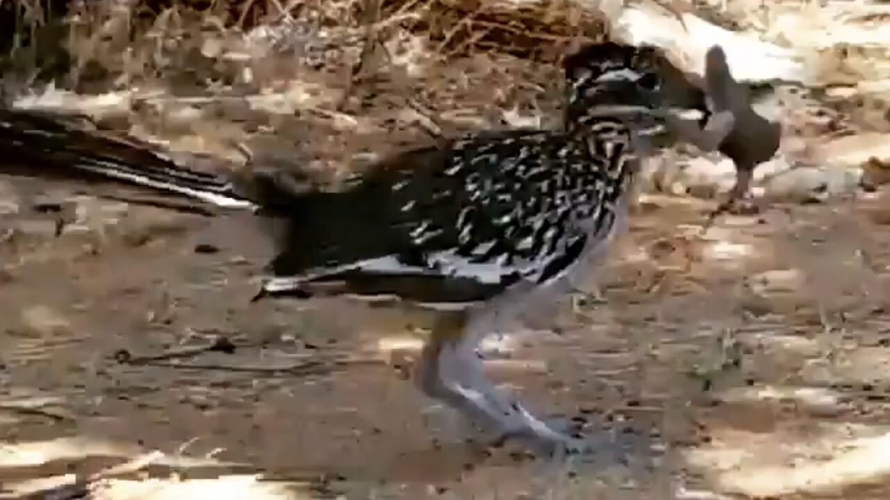 شکار گنجشک توسط کوکوی دونده + فیلم