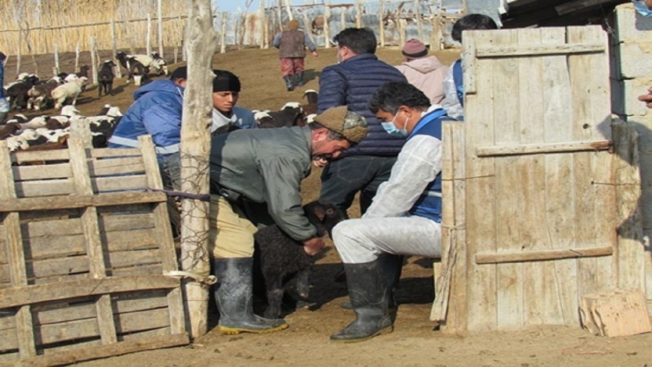گلستان عاری از بیماری طاعون نشخوارکنندگان کوچک