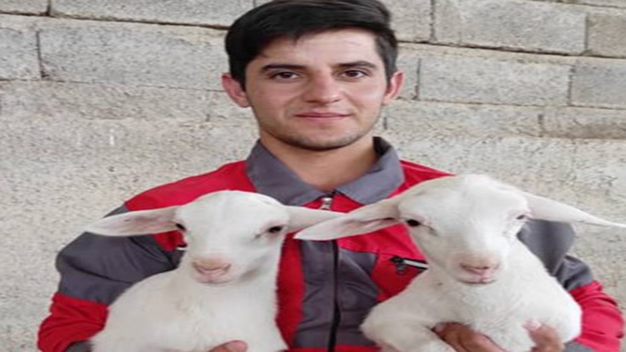 کارآفرینی با پرورش گوسفندانی با نژادهای خاص