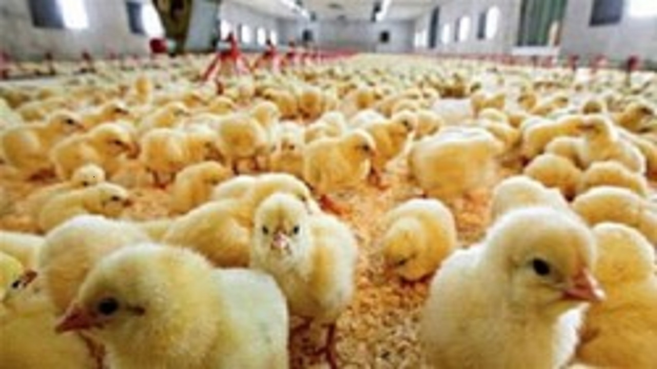 ۲۱ میلیون قطعه جوجه‌ریزی در مرغداری‌های کرمانشاه