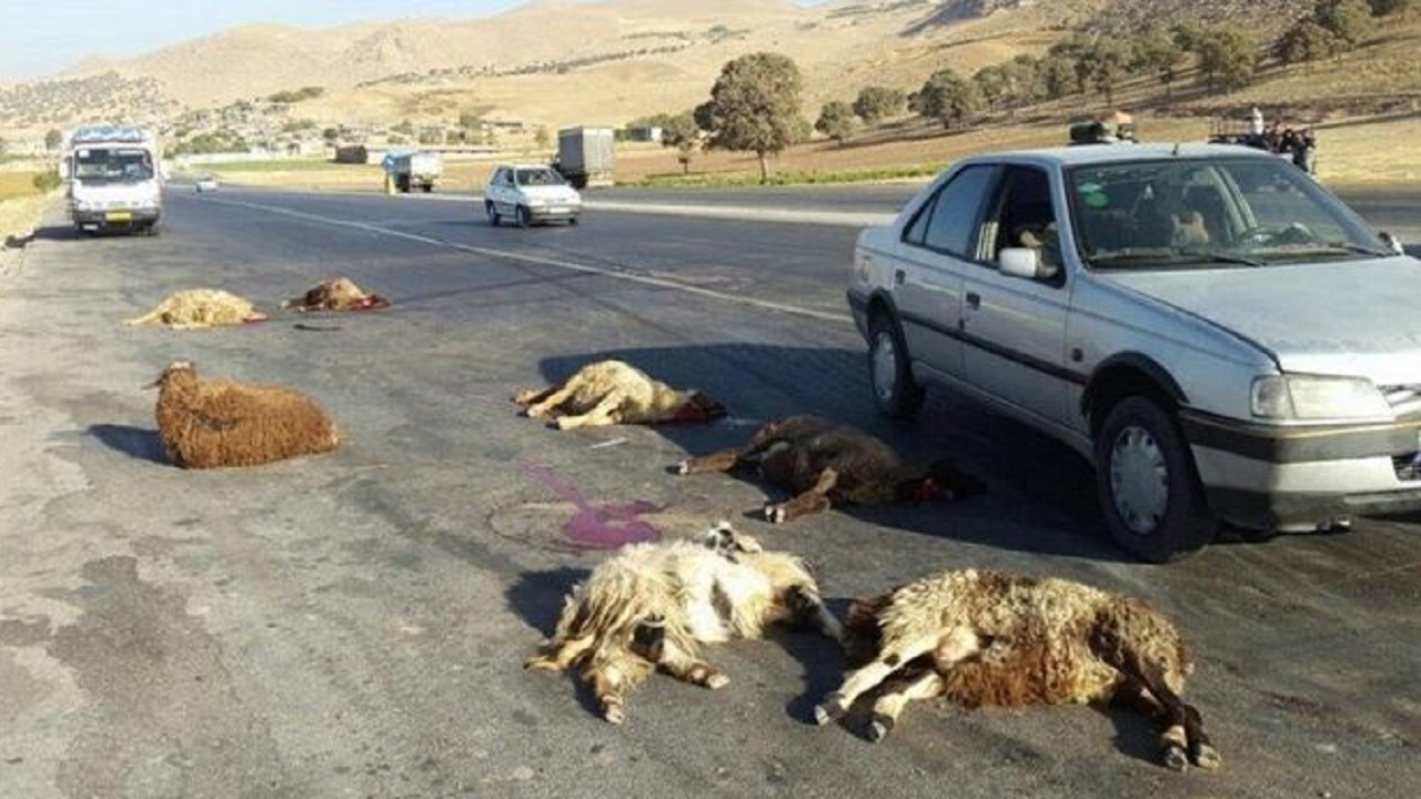 برخورد خودروی پژو با گوسفندان در خانمیرزا