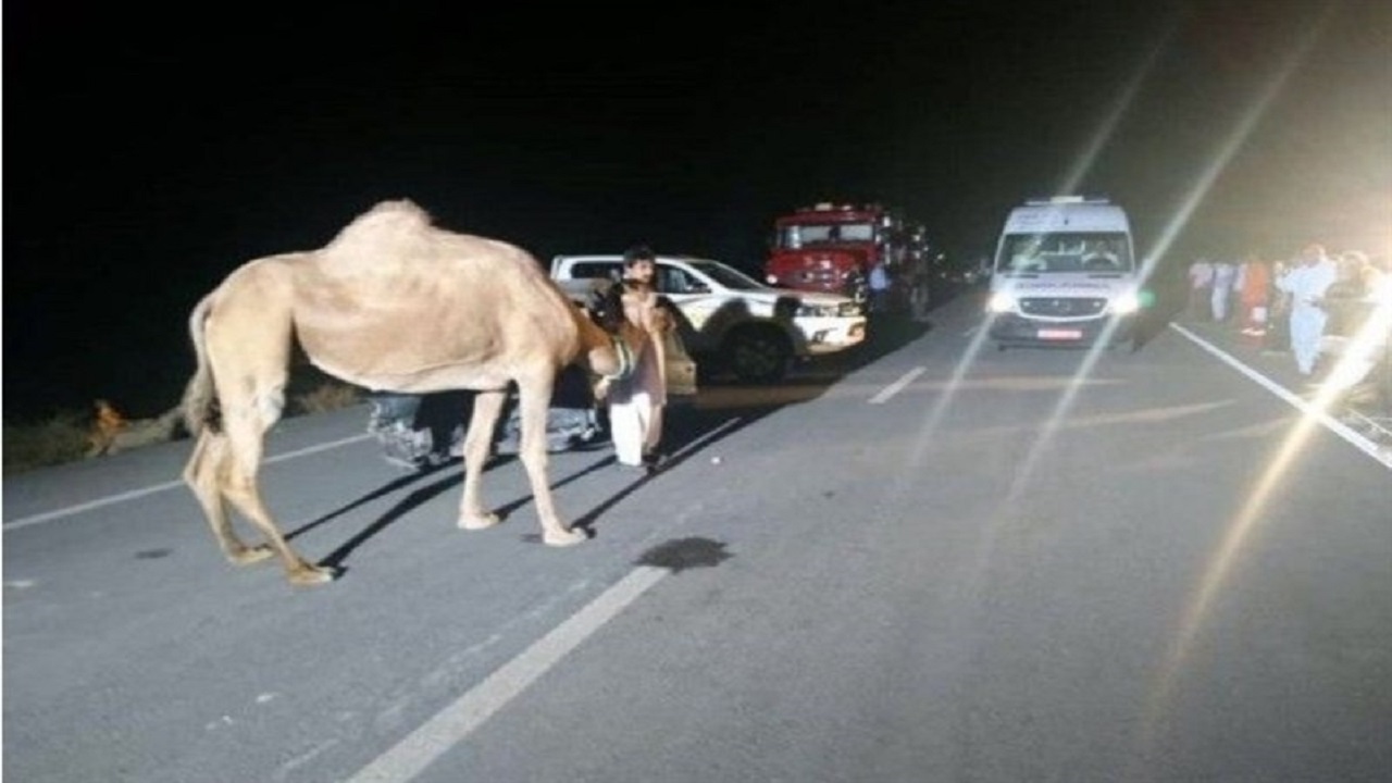 زخمی شدن ۴ نفر بر اثر تصادف پراید با شتر در گنبدکاووس
